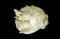 藏品(山羊海菊)的圖片